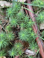 Dawsonia