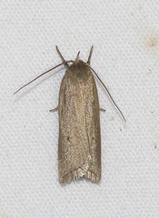 Gonioterma mistrella