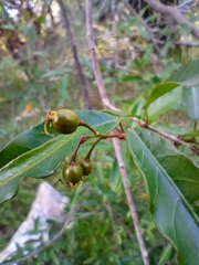 Sebastiania commersoniana