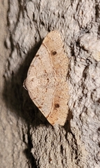 Frederickia nigricomma