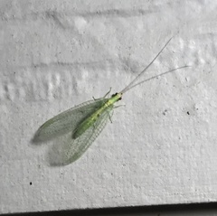 Chrysoperla rufilabris