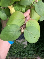 Viburnum
