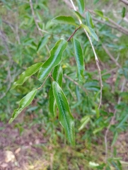 Sebastiania commersoniana