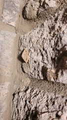 Frederickia nigricomma