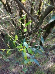 Blepharocalyx salicifolius