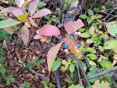 Viburnum cassinoides