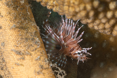 Pterois antennata