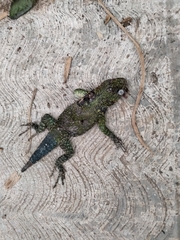 Sceloporus taeniocnemis