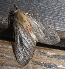 Pseudohemihyalea labecula