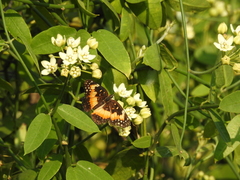 Chlosyne lacinia adjutrix