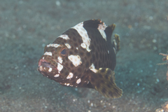 Epinephelus maculatus