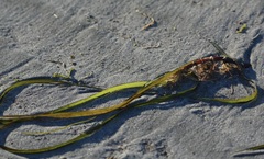 Zostera