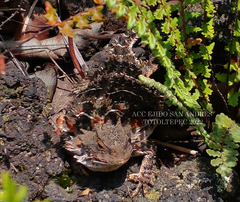 Phrynosoma orbiculare
