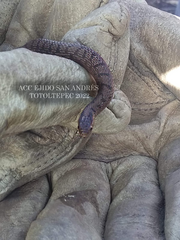 Storeria storerioides