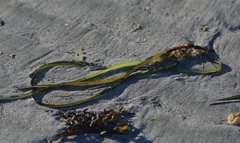 Zostera