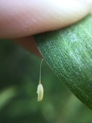 Dicranosterna semipunctata