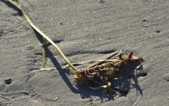 Zostera