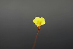 Utricularia chrysantha