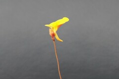 Utricularia chrysantha