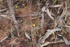 Utricularia chrysantha