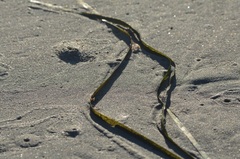 Zostera