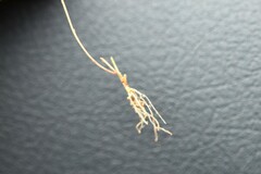 Utricularia chrysantha