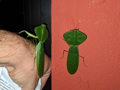 Choeradodis rhombicollis