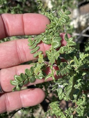 Pachycormus discolor