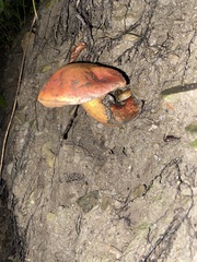 Boletus subvelutipes