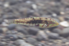 Halichoeres nebulosus