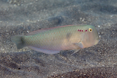 Iniistius pentadactylus