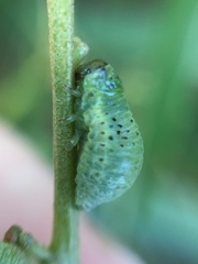 Dicranosterna semipunctata