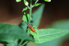 Ischnus inquisitorius