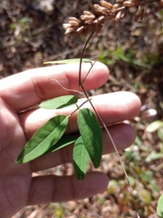 Camptosema rubicundum