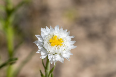 Polycalymma stuartii