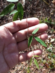 Camptosema rubicundum