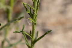 Polycalymma stuartii