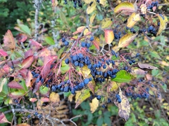 Viburnum cassinoides