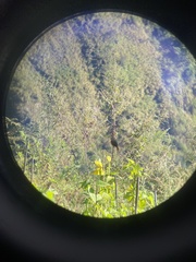 Trochalopteron lineatum