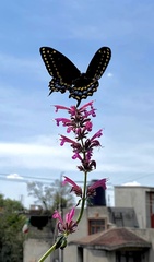 Papilio polyxenes asterius