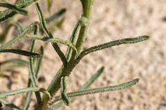 Polycalymma stuartii