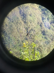 Trochalopteron lineatum