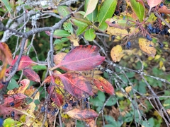 Viburnum cassinoides