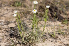 Polycalymma stuartii