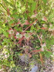 Euphorbia schiedeana