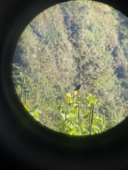 Trochalopteron lineatum