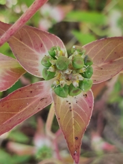 Euphorbia schiedeana