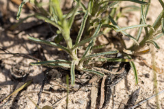 Polycalymma stuartii