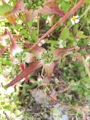 Euphorbia schiedeana