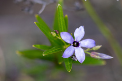 Billardiera cymosa